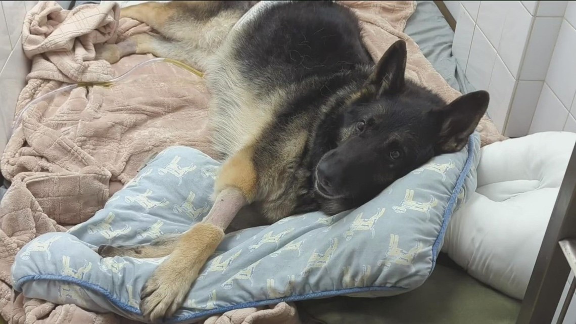 Rescued retired K-9: Chula Vista firefighters talk about the rescue - Vimarsana News