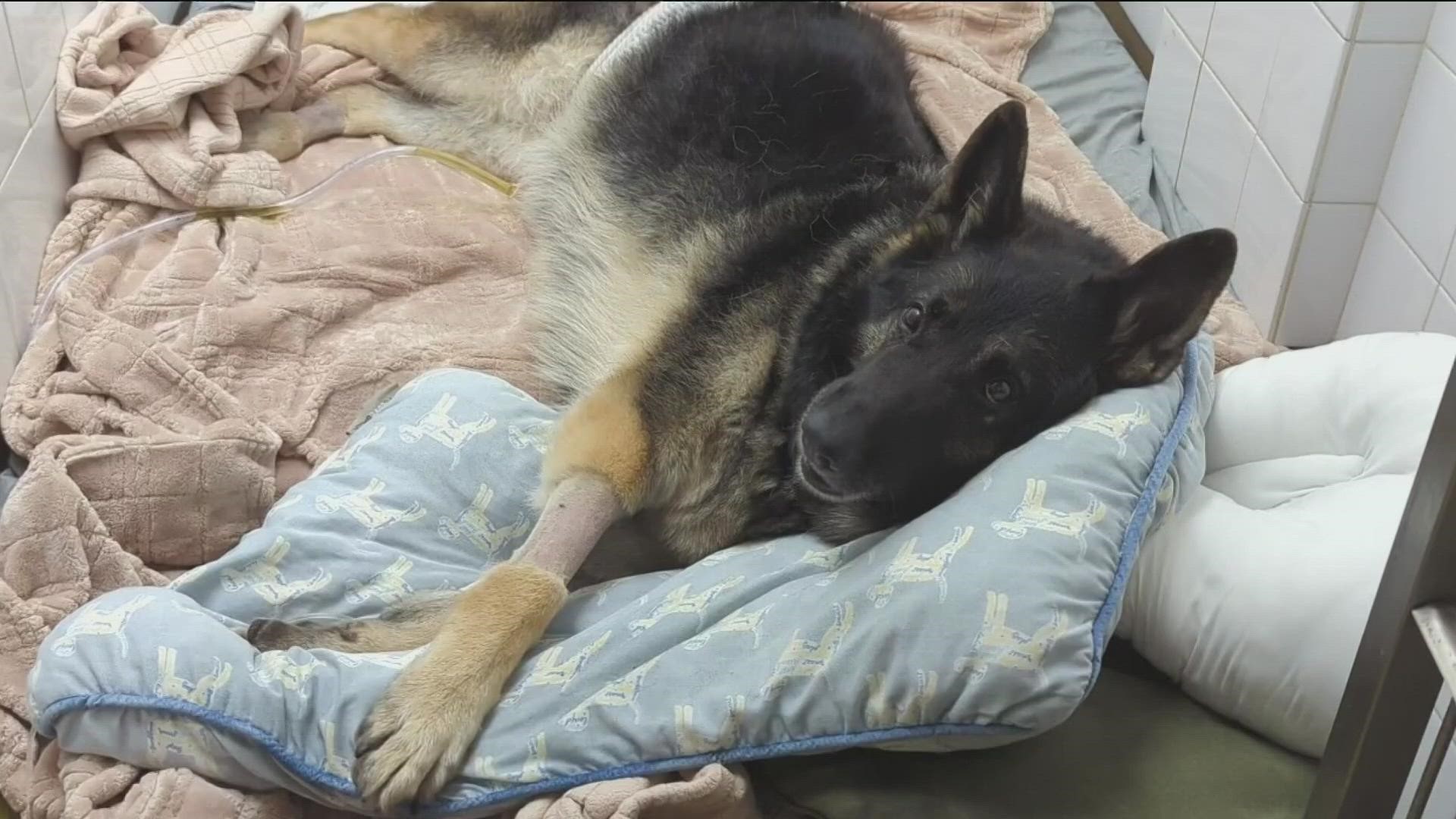 Indy’s rescuers spoke to CBS 8 about how they lifted the 9-year-old German Shepherd out of a 50-foot hole.