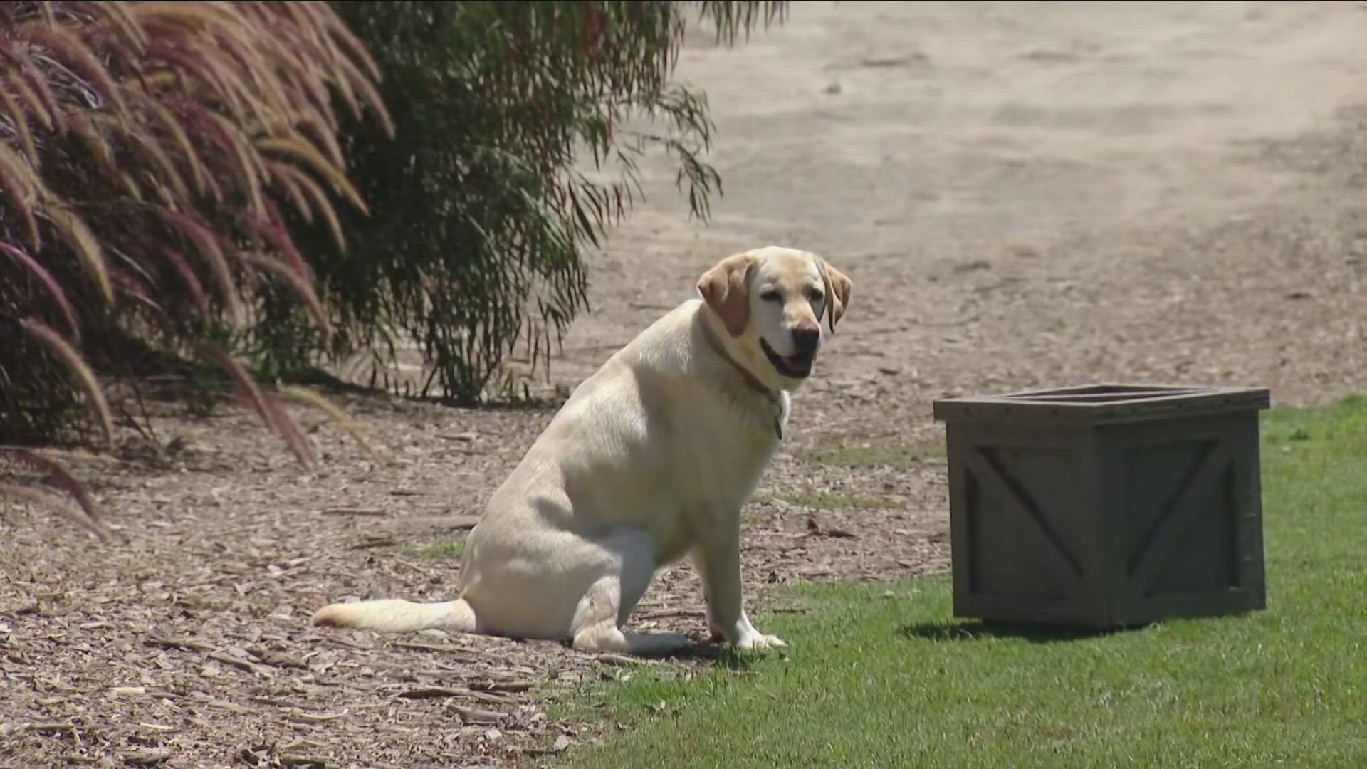 The San Diego Zoo takes us behind the scenes to learn about two of their conservation dogs.