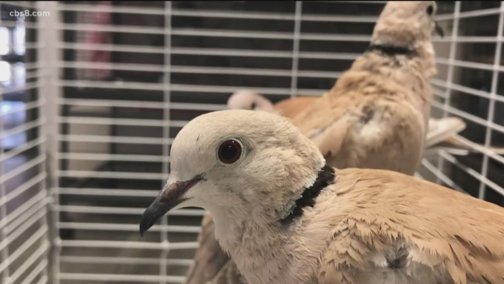 The pigeons and doves were brought to the Humane Society on April 25 after their owner surrendered them