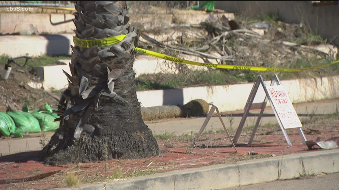 Point Loma residents now sue city to stop palm tree cutting - Vimarsana News