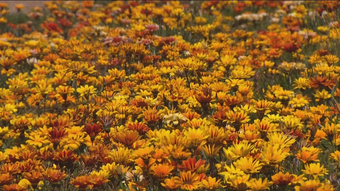 Why wildflowers are blooming along San Diego highways - Vimarsana News