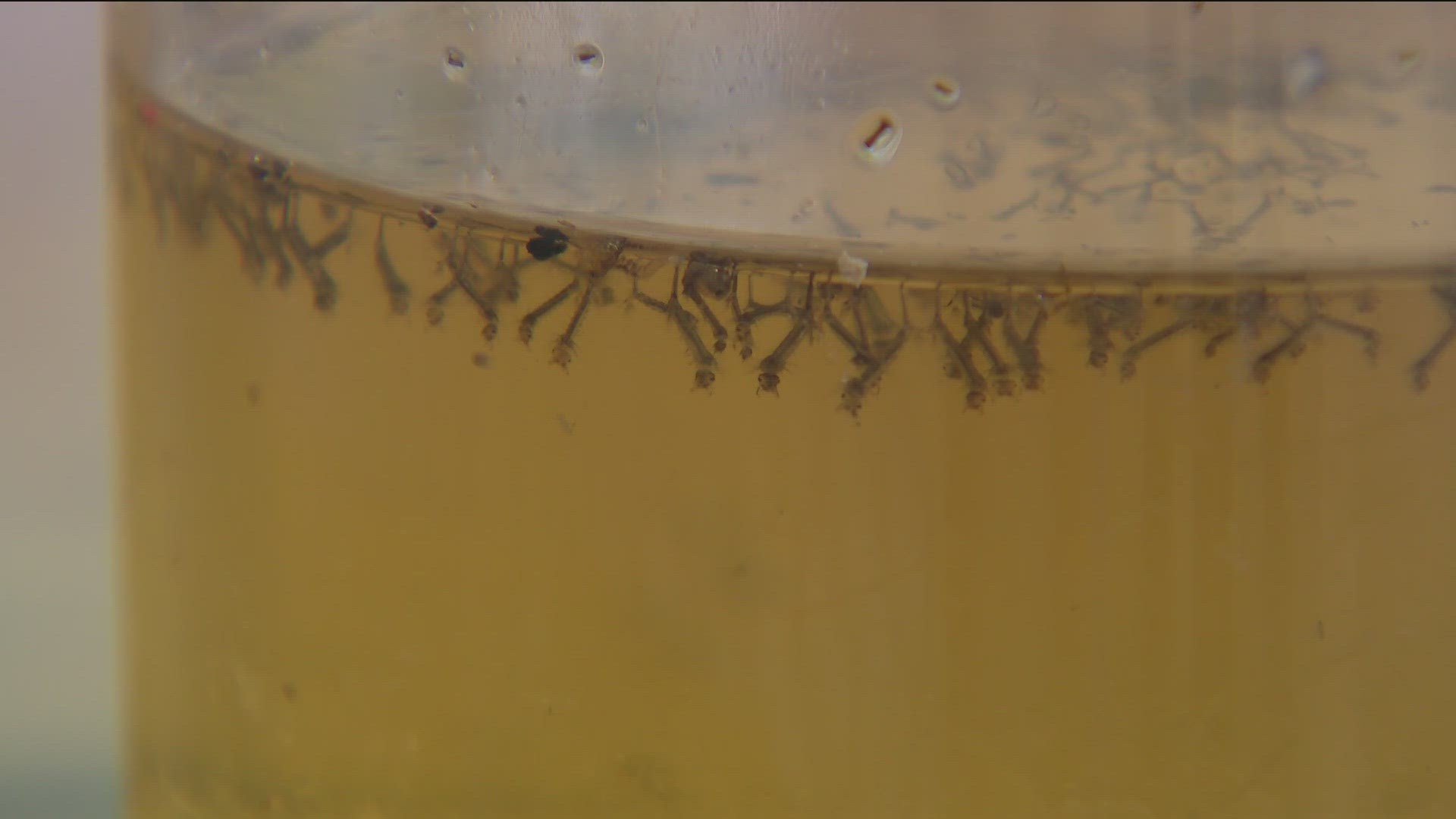 The County's Vector Control Program inspects and treats 1,500 sources of standing water around the County with a bacterial larvicide that kills mosquito larvae.