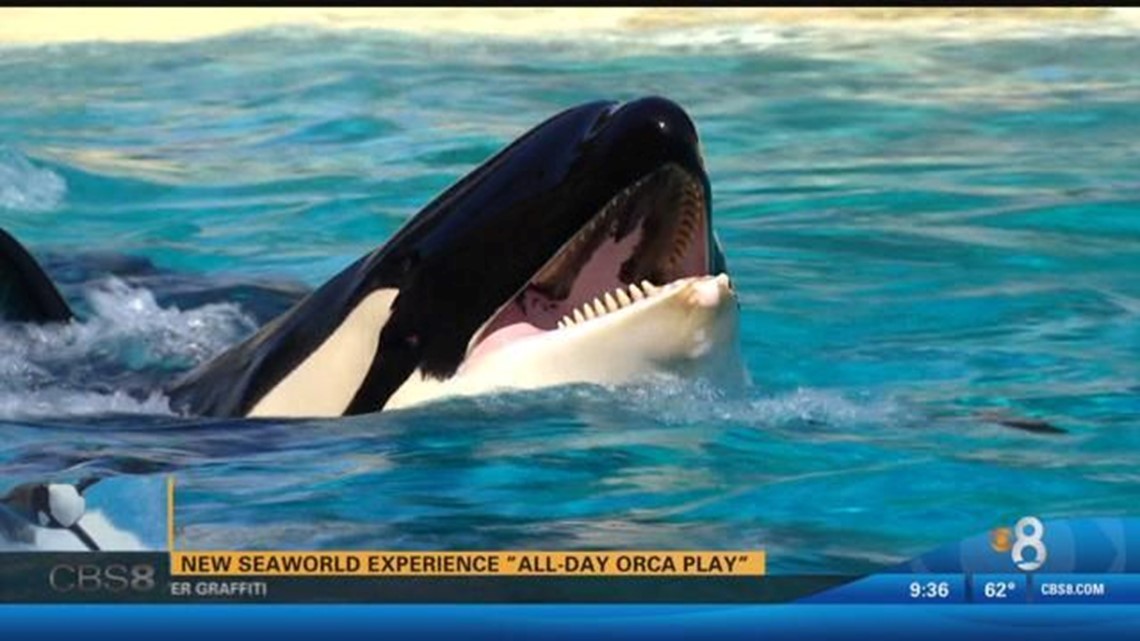 PlayOrca