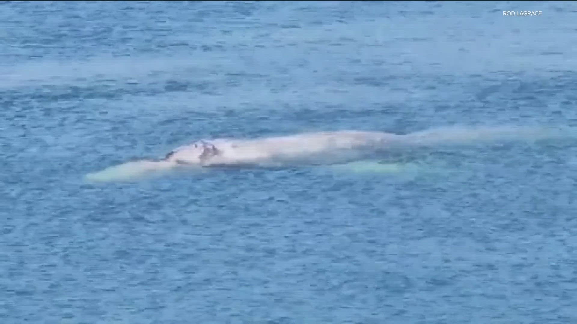 All kinds of whales are migrating from the warm waters off Mexico to Alaska for the summer but people keep spotting a gray whale swimming around Mission Bay.