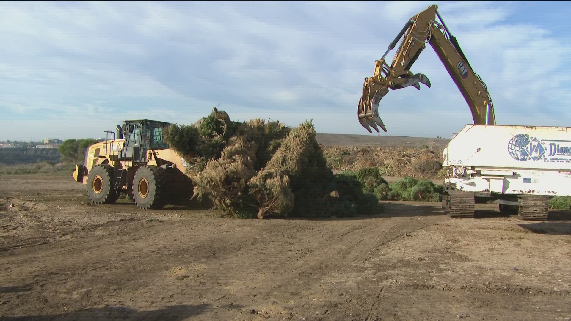 To prepare a tree for recycling, remove tinsel, decorations, lights and metal. If you have a tall tree, cut it in half.