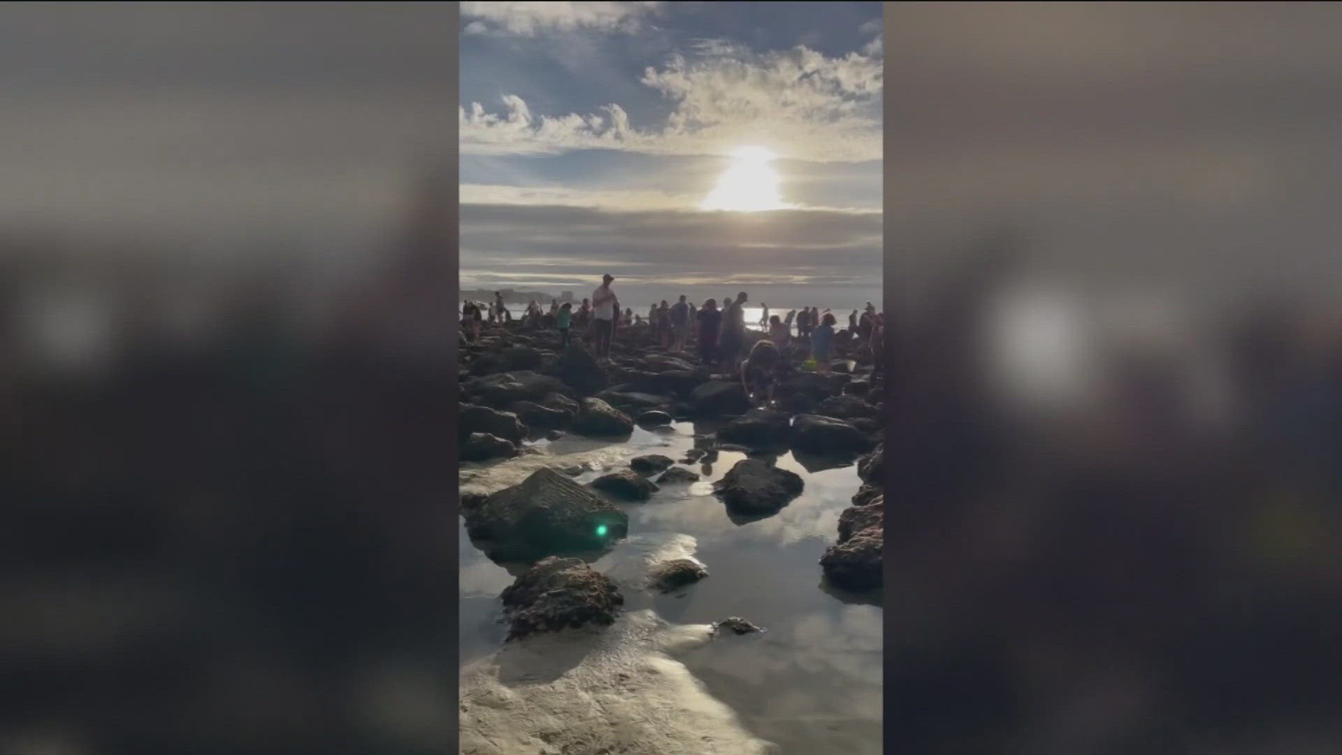 Tide pool crowds spark concerns over marine life protection in San ...