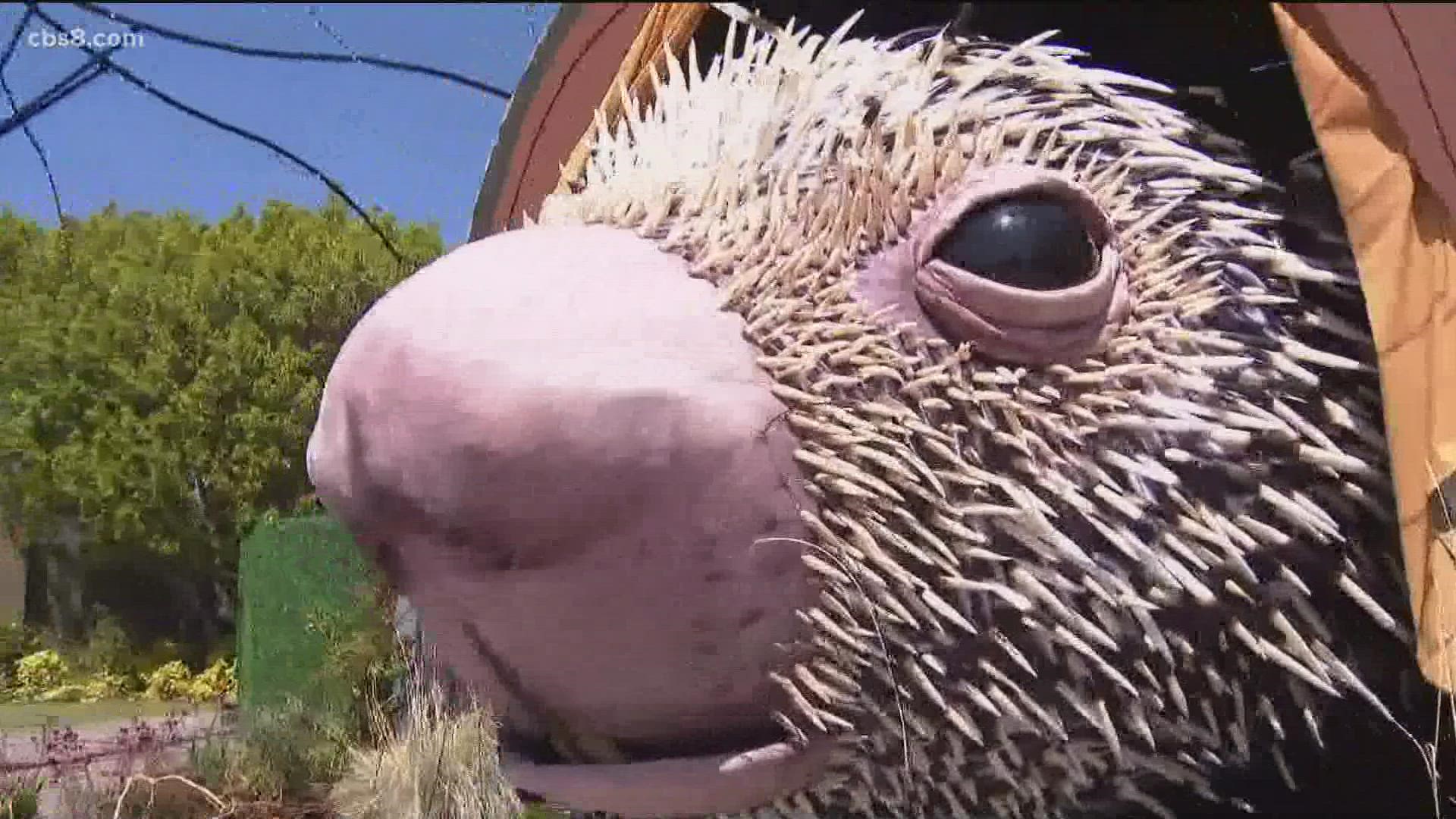San Diego Zoo celebrates Earth Day with colossal porcupine puppet 