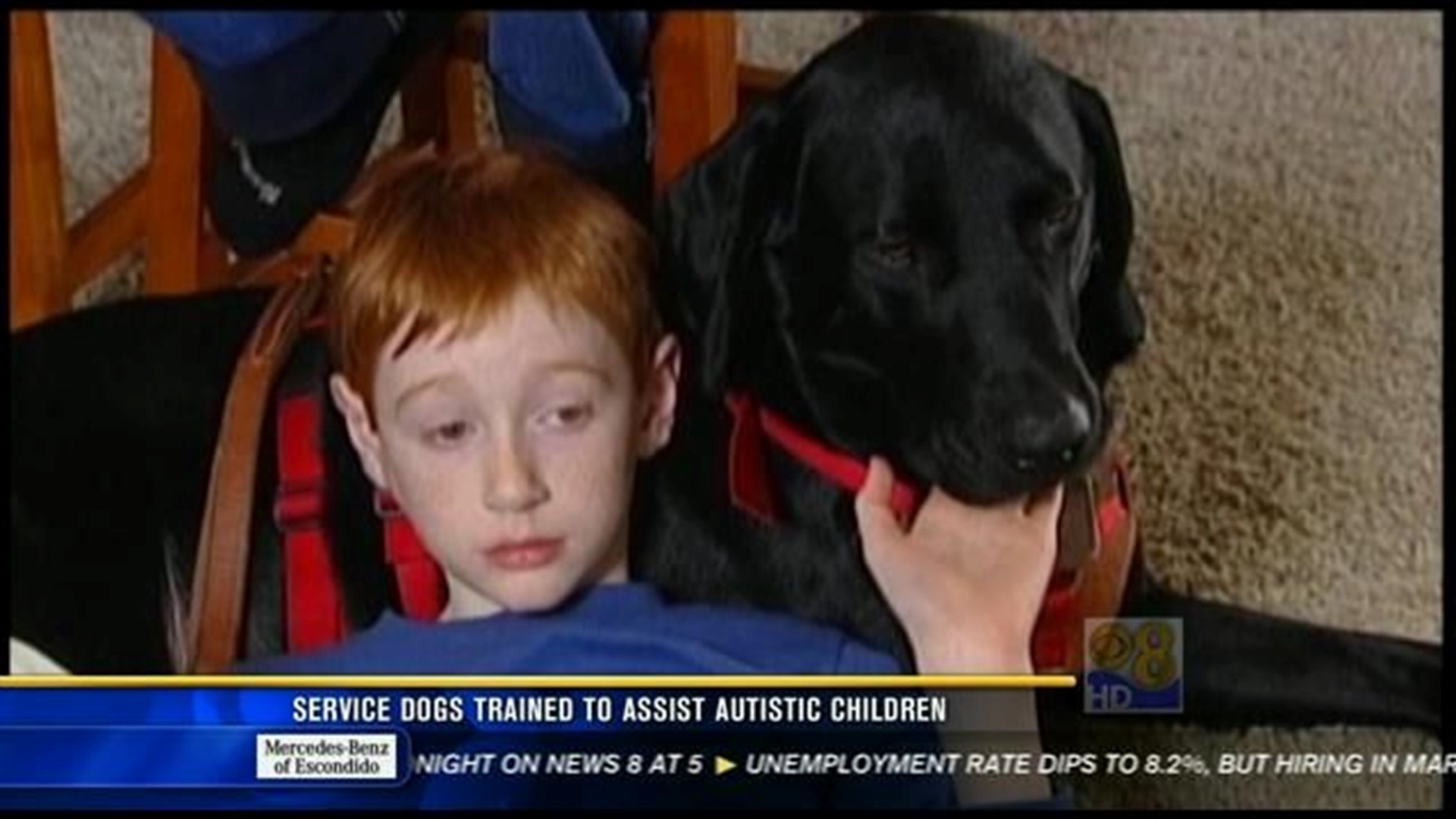 Service dogs trained to assist autistic children 