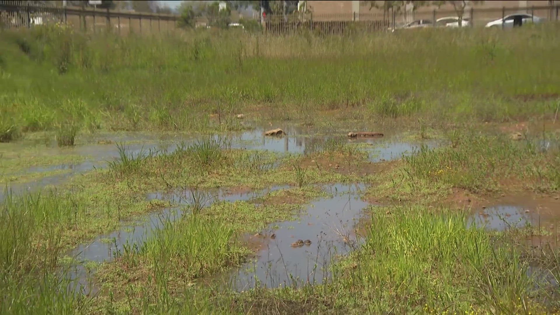 Vernal pools occur after the winter rains on what's left of the undeveloped mesas across San Diego County.