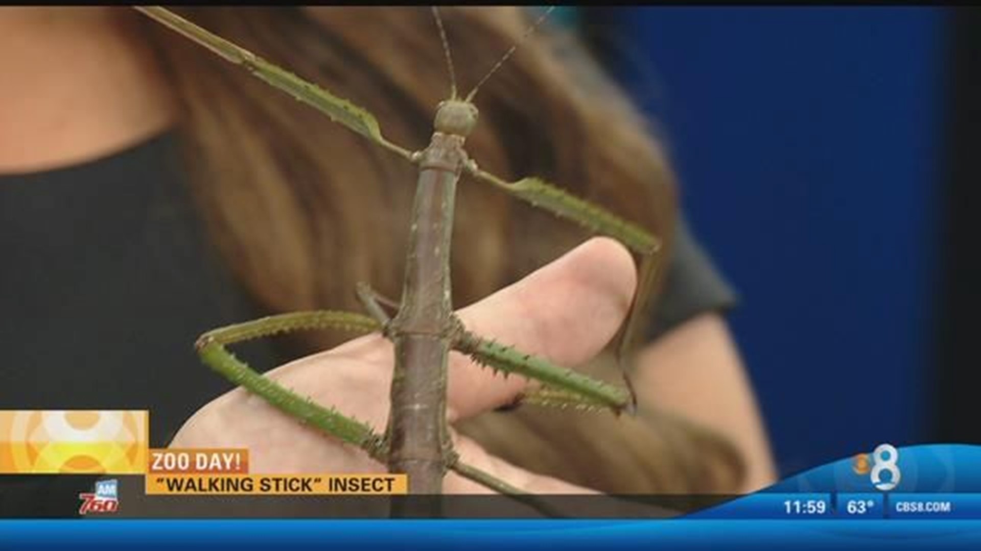 Stick Insect  San Diego Zoo Animals & Plants