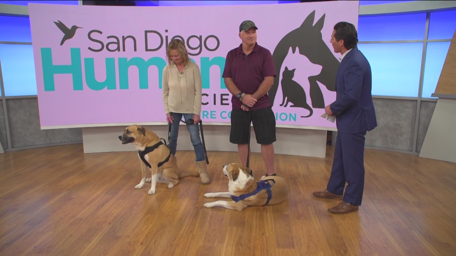 The dogs were adopted after they appeared on CBS 8 and the CW.