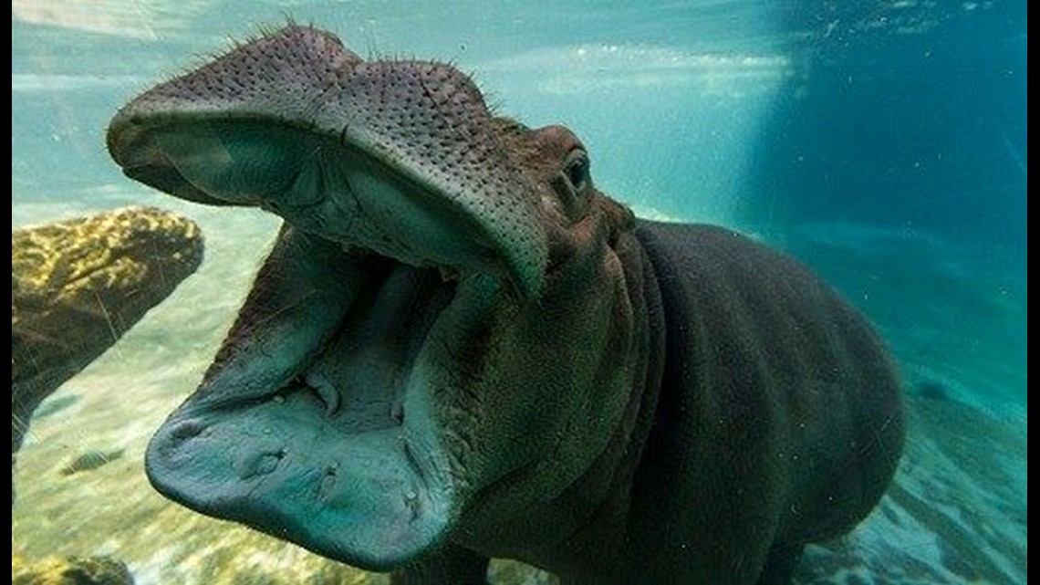 San Diego Zoo celebrates 100th Birthday at Hippo Exhibit