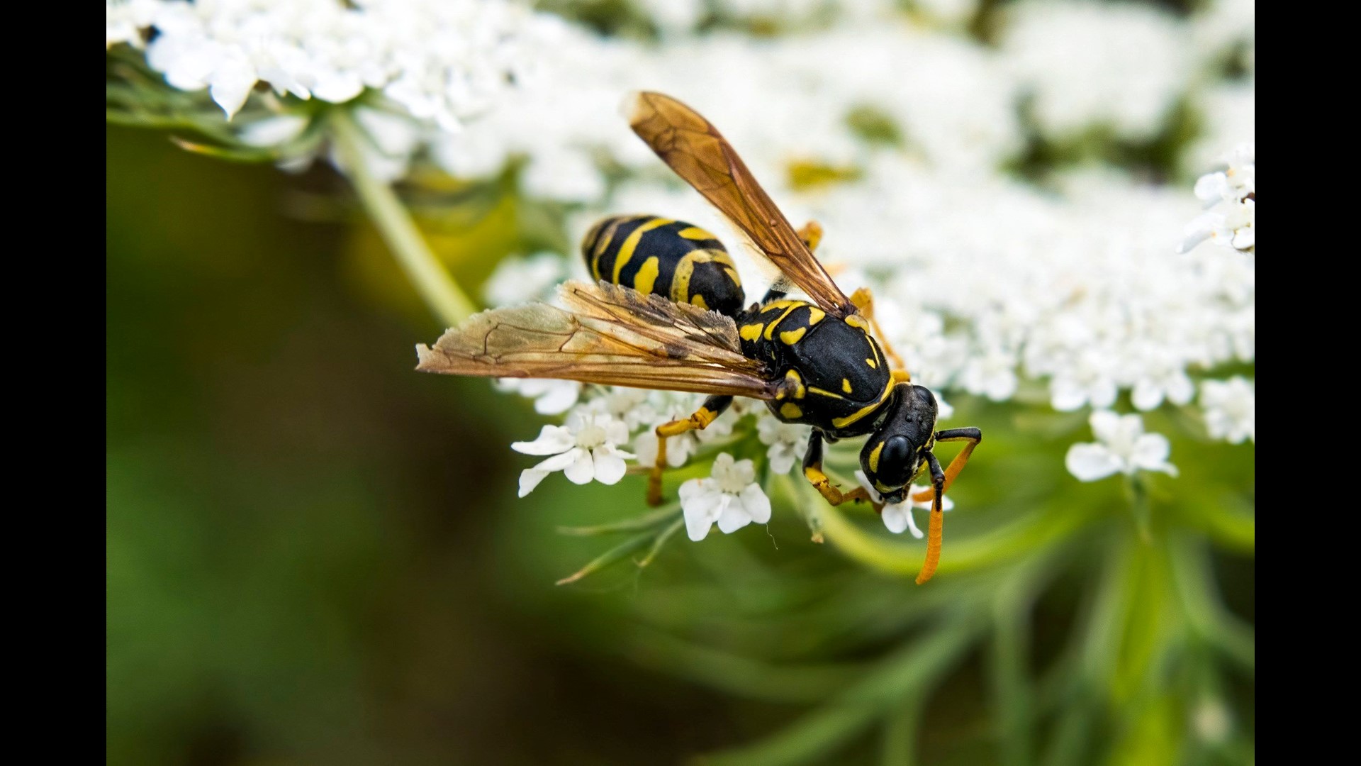 San Diego Bug Watch! 10 insects that could bite or sting you this