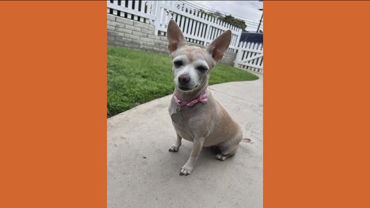 Elis from Chihuahua Rescue of San Diego County needs a home