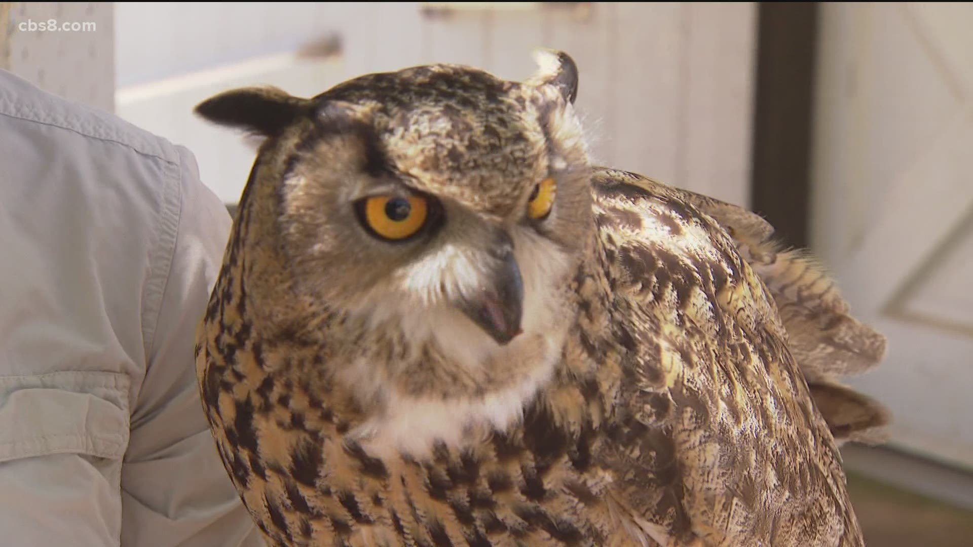 Hilary Hankey is an avian specialist and couldn't believe her fortune as a pair of Great Horned Owls set up home on her property.