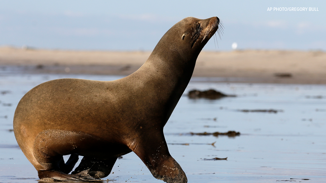 City applies for closure of La Jolla sea lion rookery - Vimarsana News