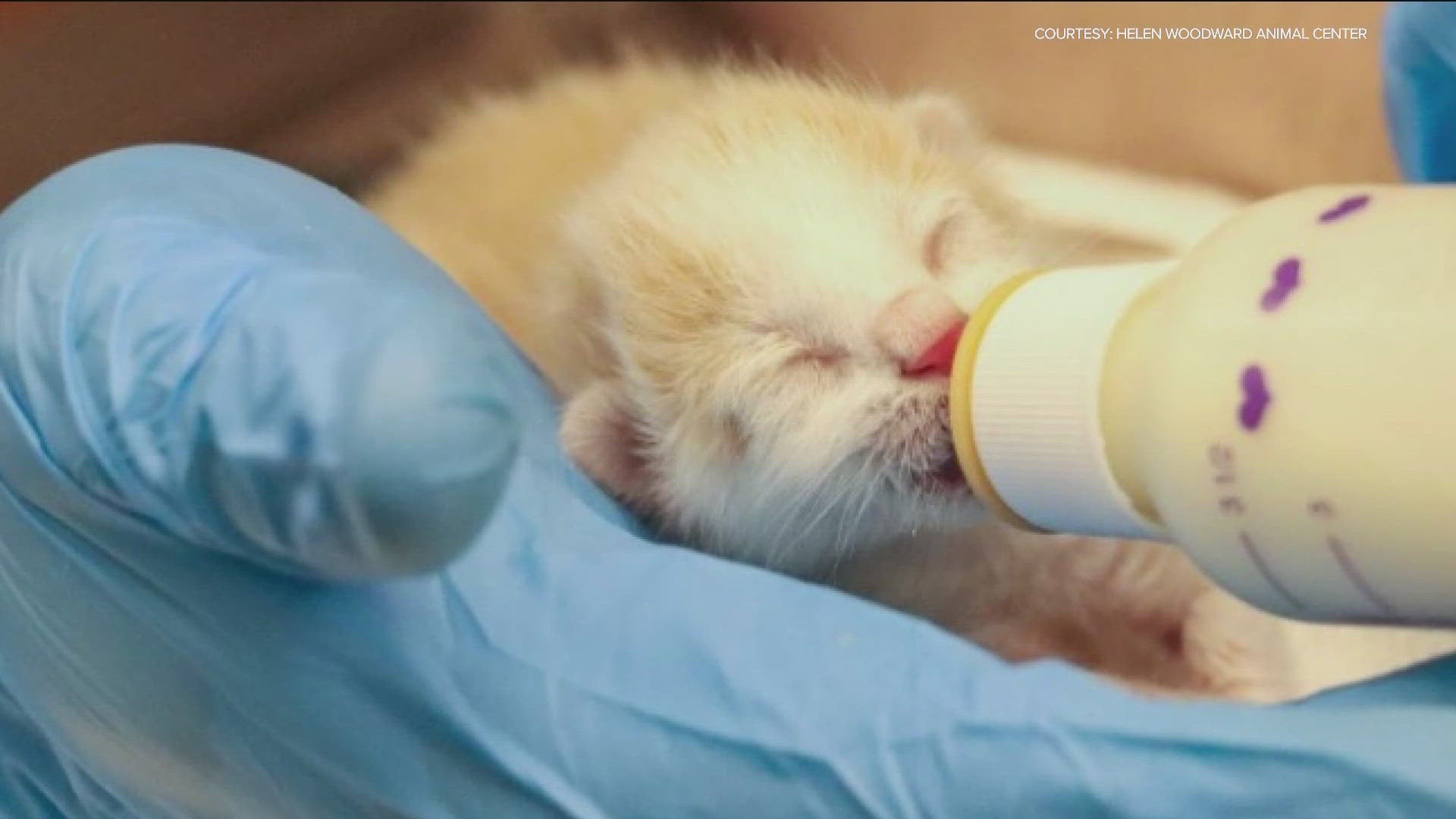Two kittens are on the road to recovery after they were found zip-tied under a shopping cart in a mall parking lot.