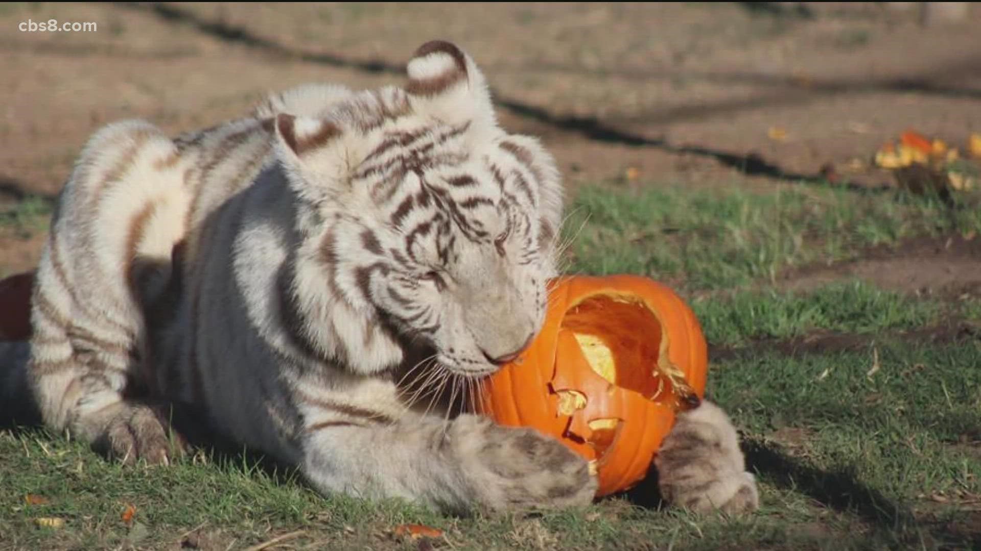 Bobbi Brink from Lions, Tigers and Bears joined Morning Extra to share info on the fun Halloween event for animal lovers.