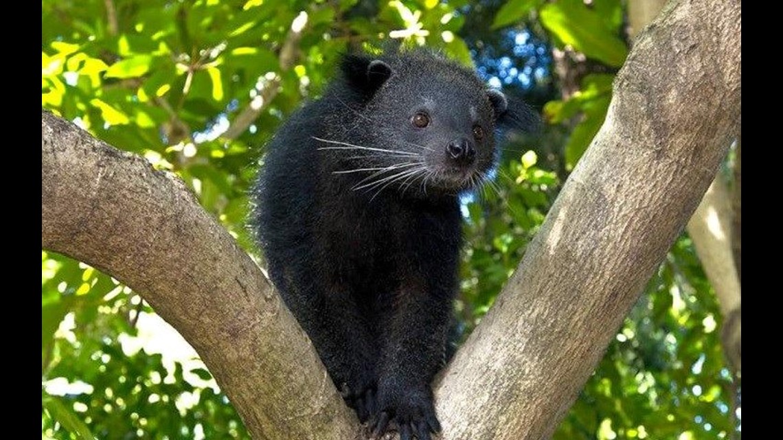 Zoo Day: Binturong | cbs8.com