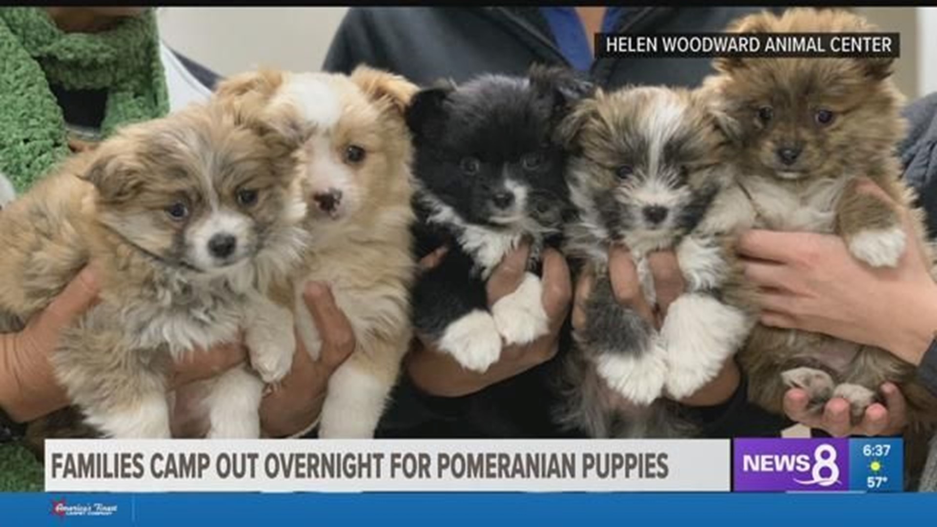 Families Camp Out Overnight For Pomeranian Puppies Cbs8 Com