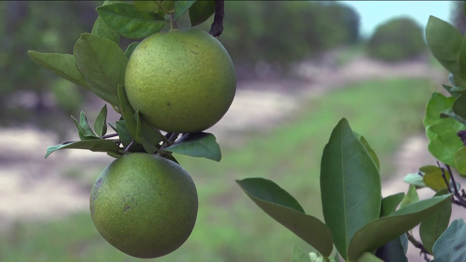 Citrus quarantine in Valley Center