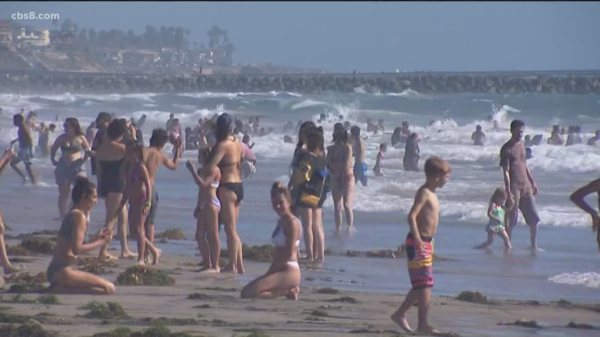 With summer in full swing, more stingrays are popping up along local shores in shallow waters.