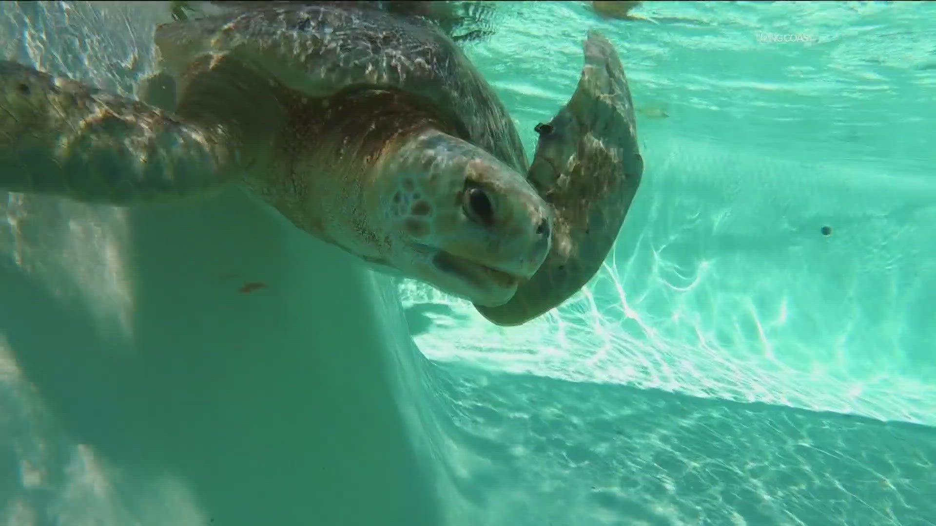 Explore and learn about San Diego wildlife at Animals on the Bay