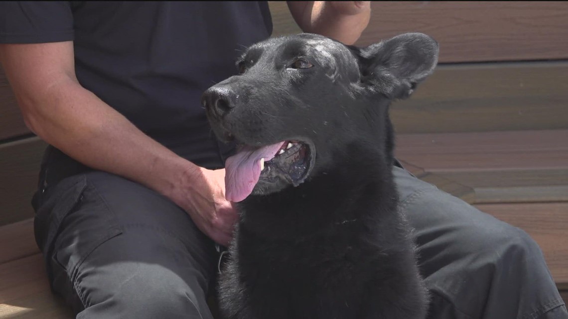 SDPD dog recovering after vicious attack - Vimarsana News