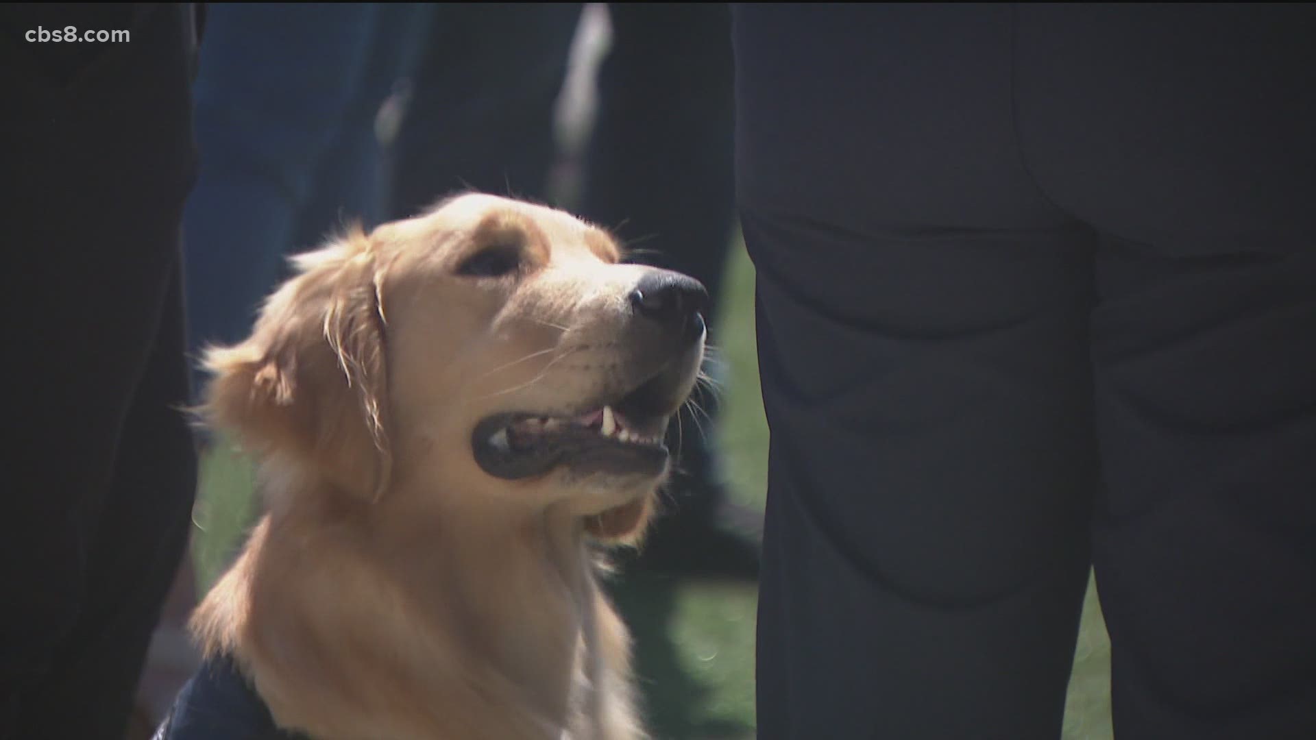 Hudson, the one and a half year old golden retriever, will work out of the Modesto Fire Department.