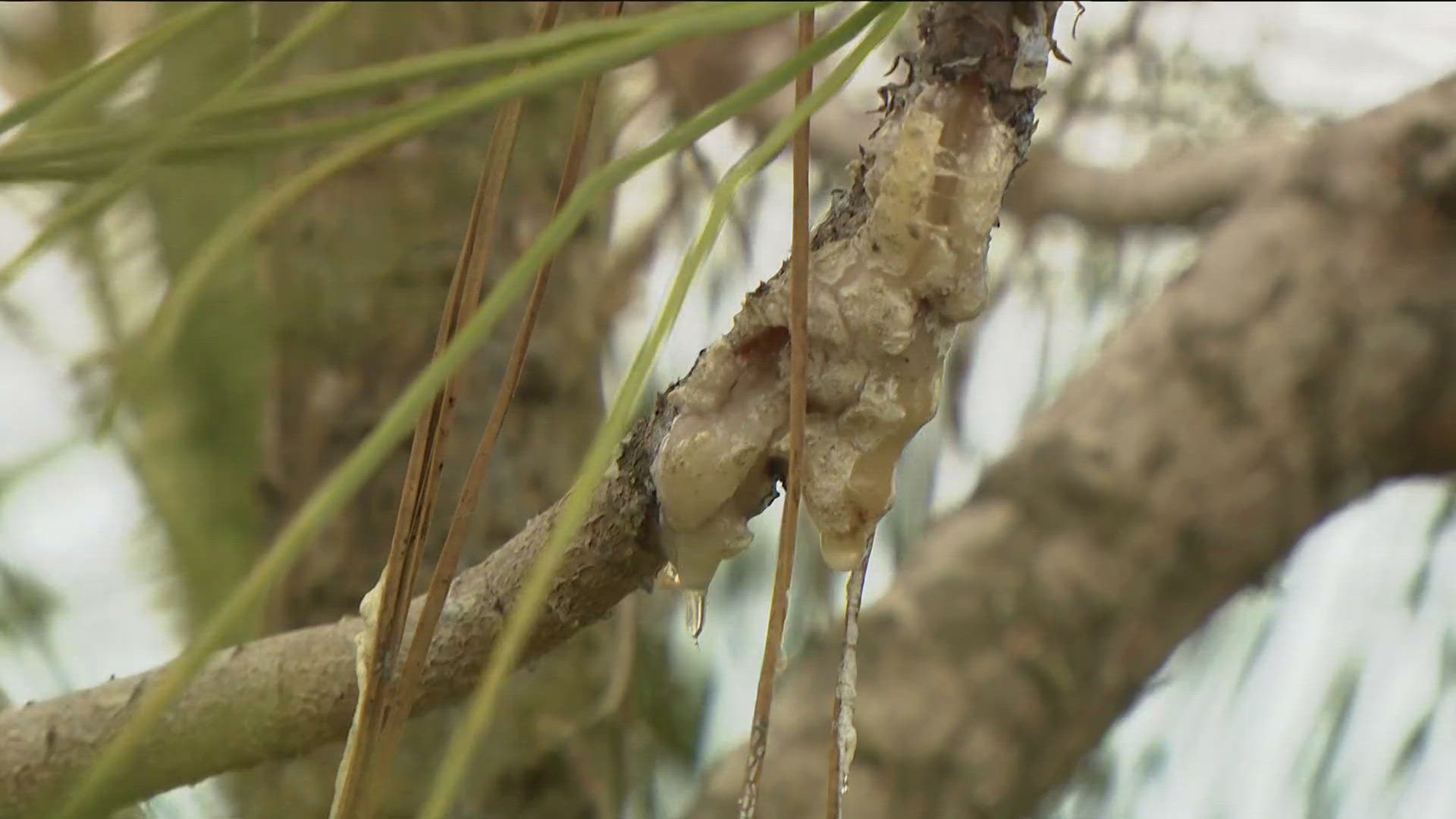 'Pitch Canker,' a fungal disease, has recently appeared on the trees in Torrey Pines State Natural Reserve, adding immense stress to them.
