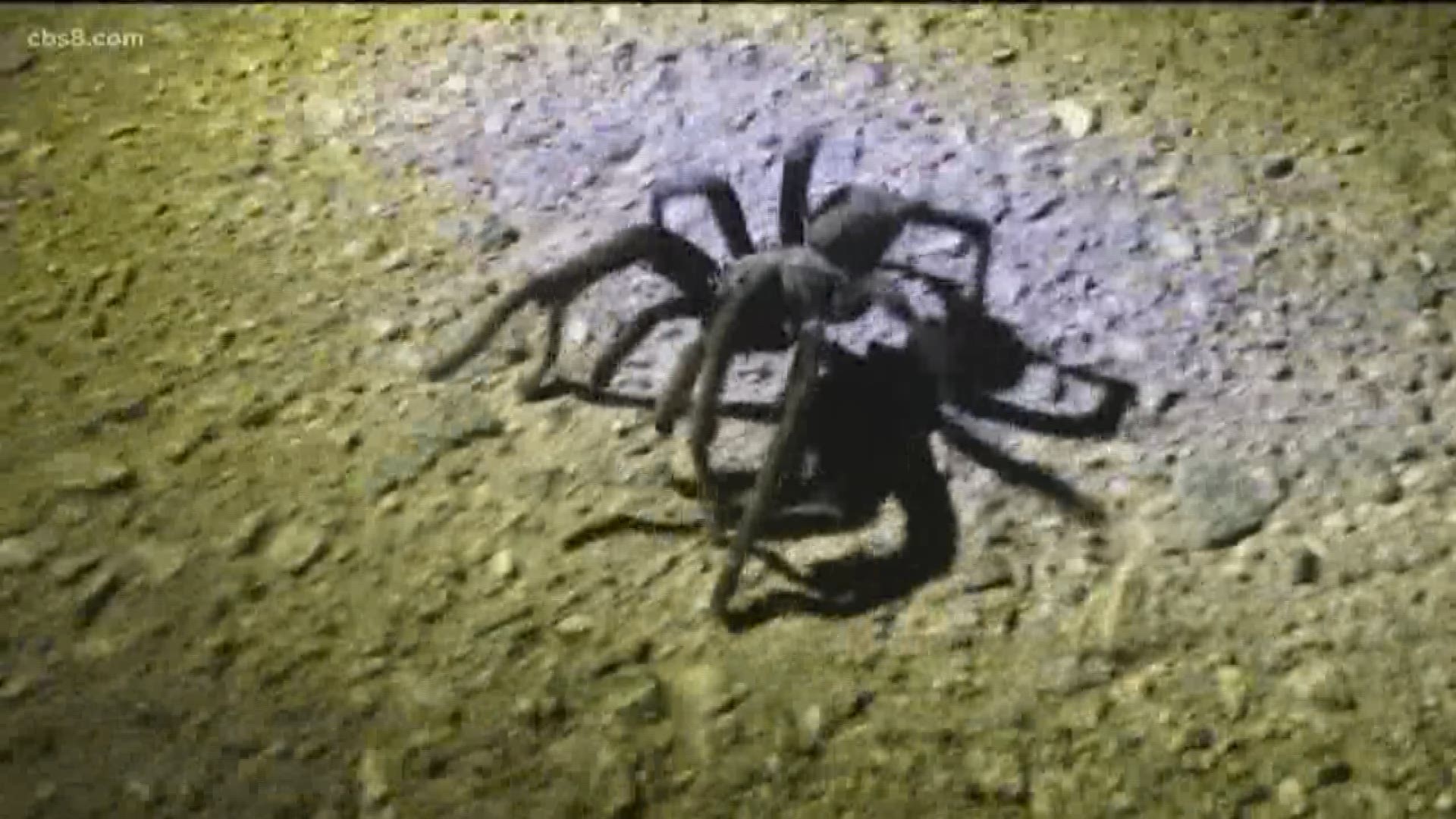 You may or may not know, but tarantulas are part of San Diego and they are on the move. Why? Because males are looking for females to mate with, but in typical male fashion, some are a little lost. News 8's Shawn Styles explains in this Earth 8 report.