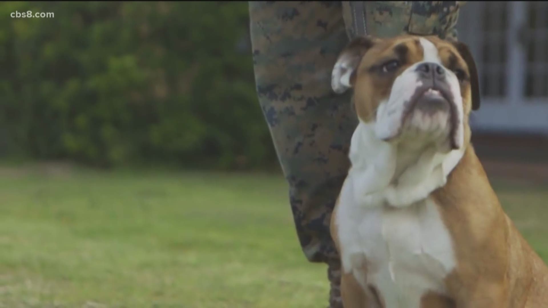 Manny is a nine-month-old English Bulldog puppy with a bark that's bigger than his bite.