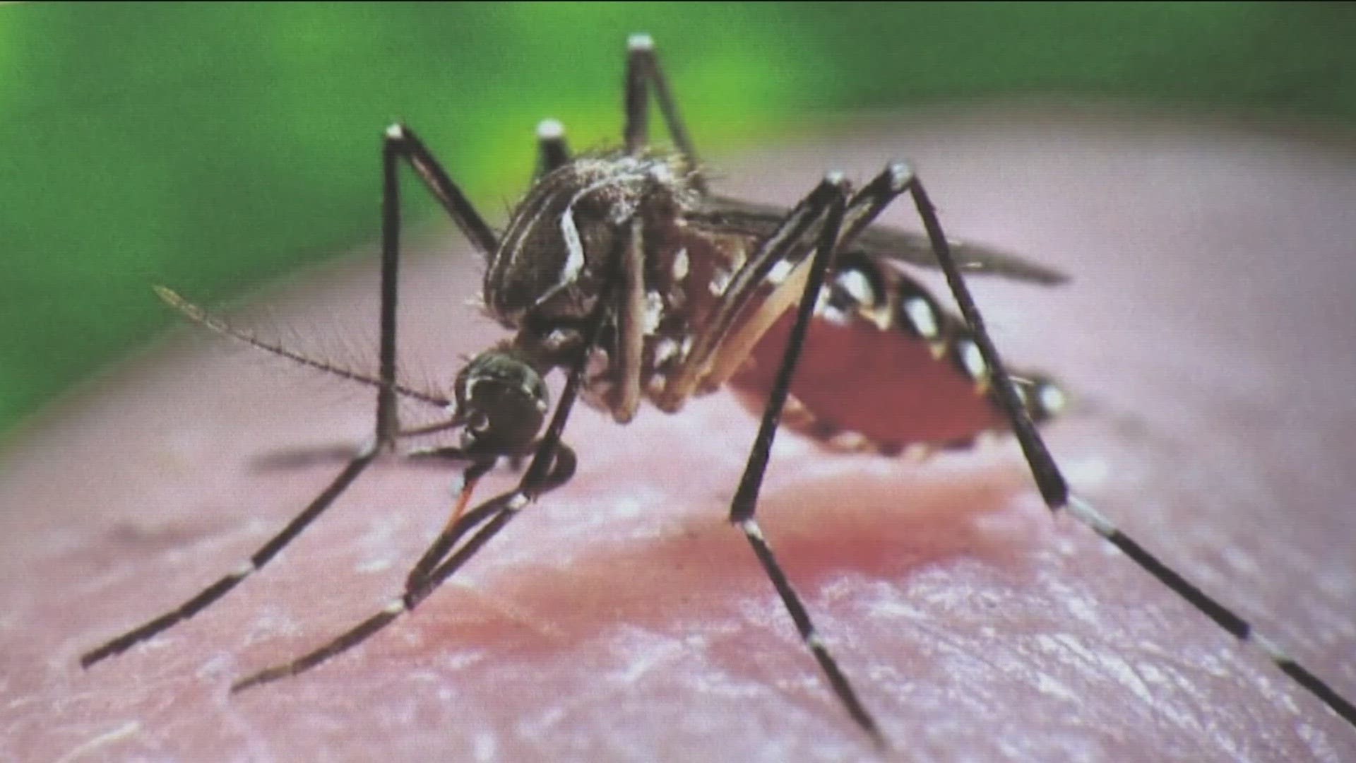 The Aedes mosquitos can transmit diseases like Dengue, Yellow Fever, Zika and Chikungunya.