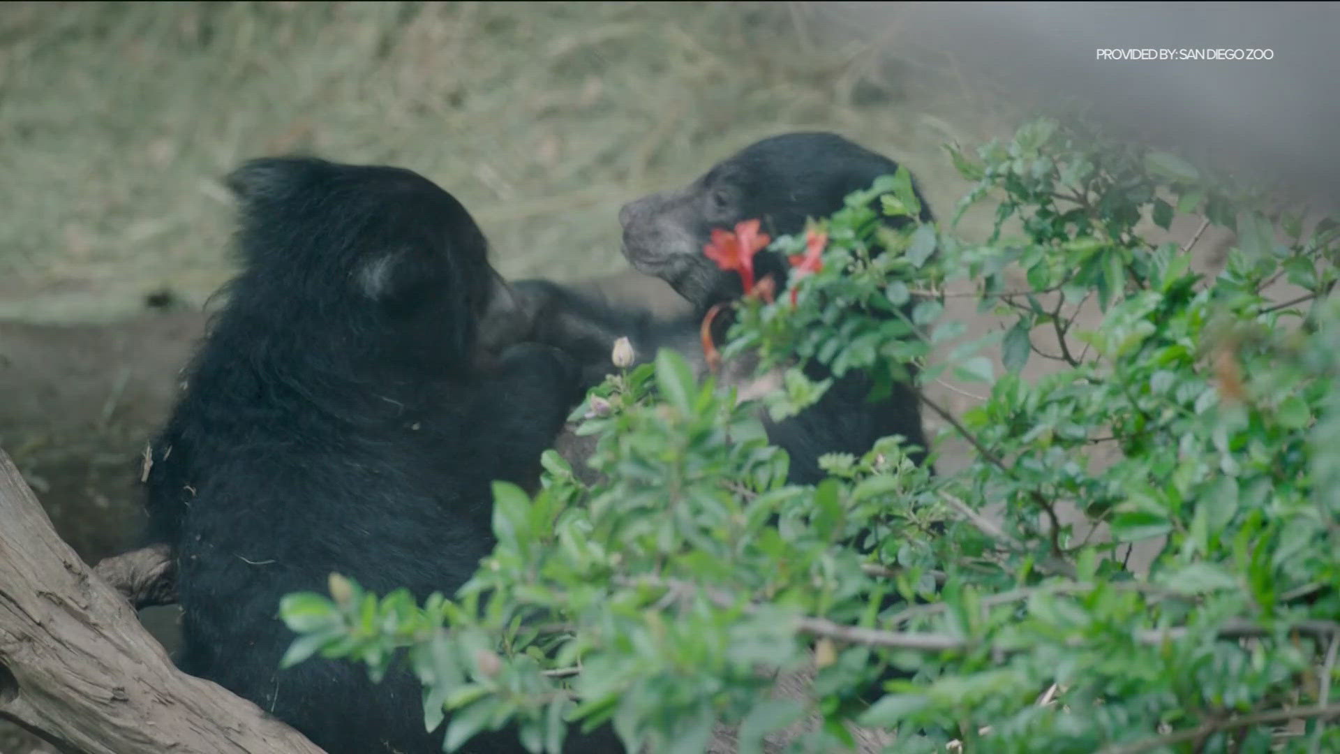 Two sloth bear cubs born in December at the San Diego Zoo were named through a vote.