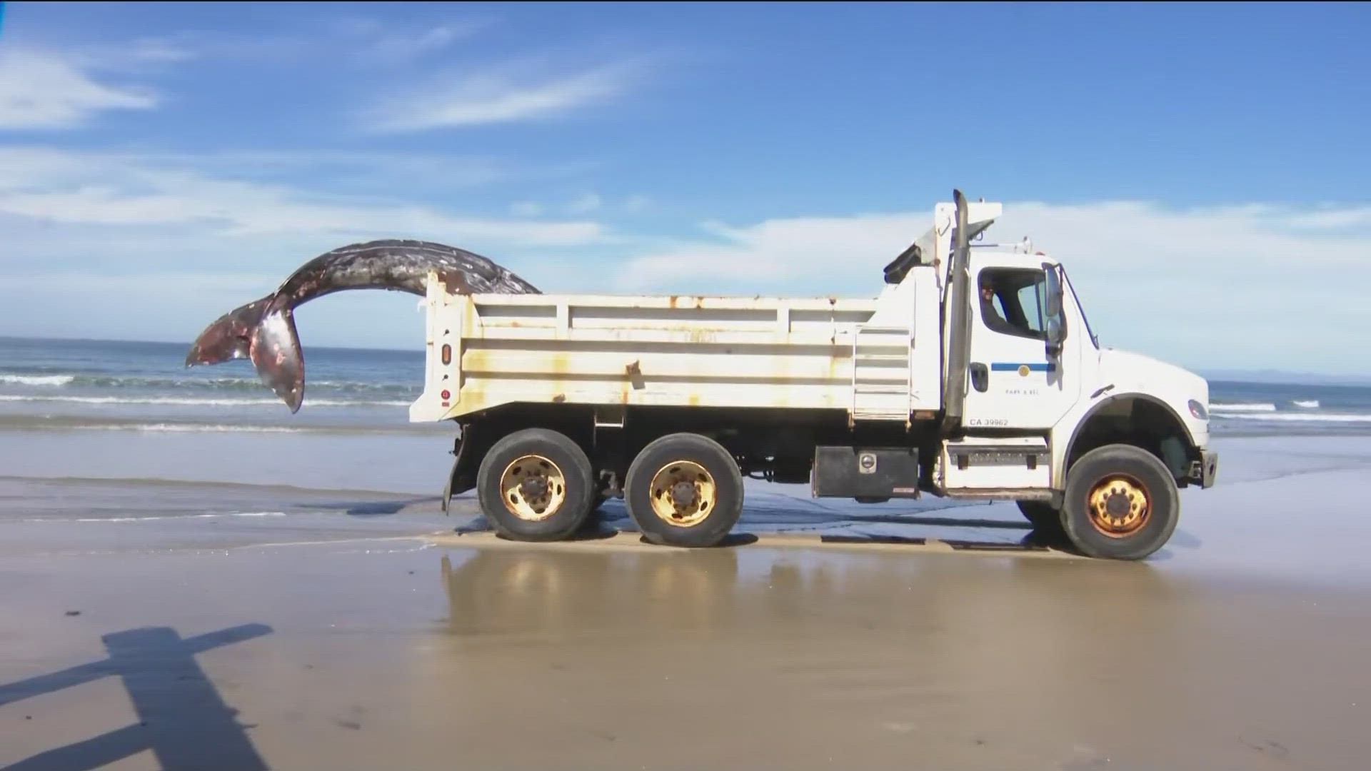 Scientists with NOAA will have to perform a necropsy to find out if the whale died from some kind of injury or an illness.