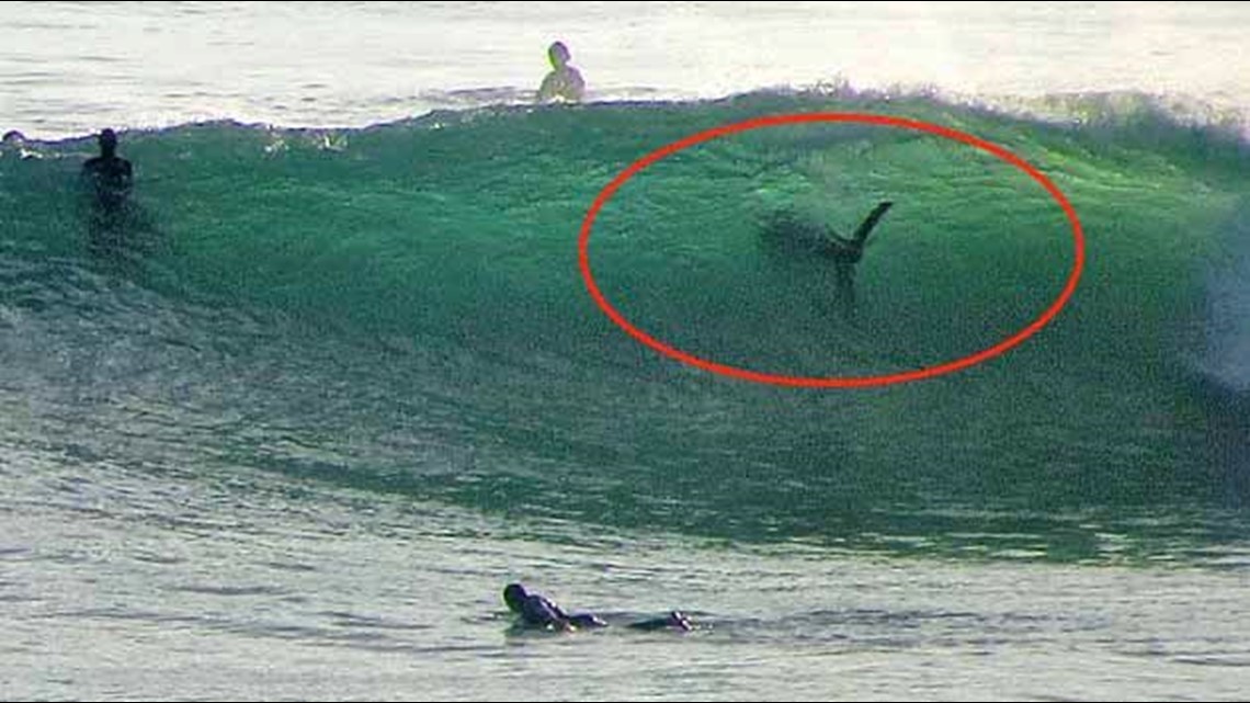 Unbelievable photo of shark spotted along San Diego's coastline