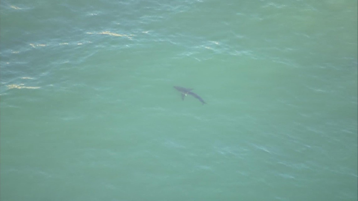 Chopper 8 above sharks in Torrey Pines State Beach