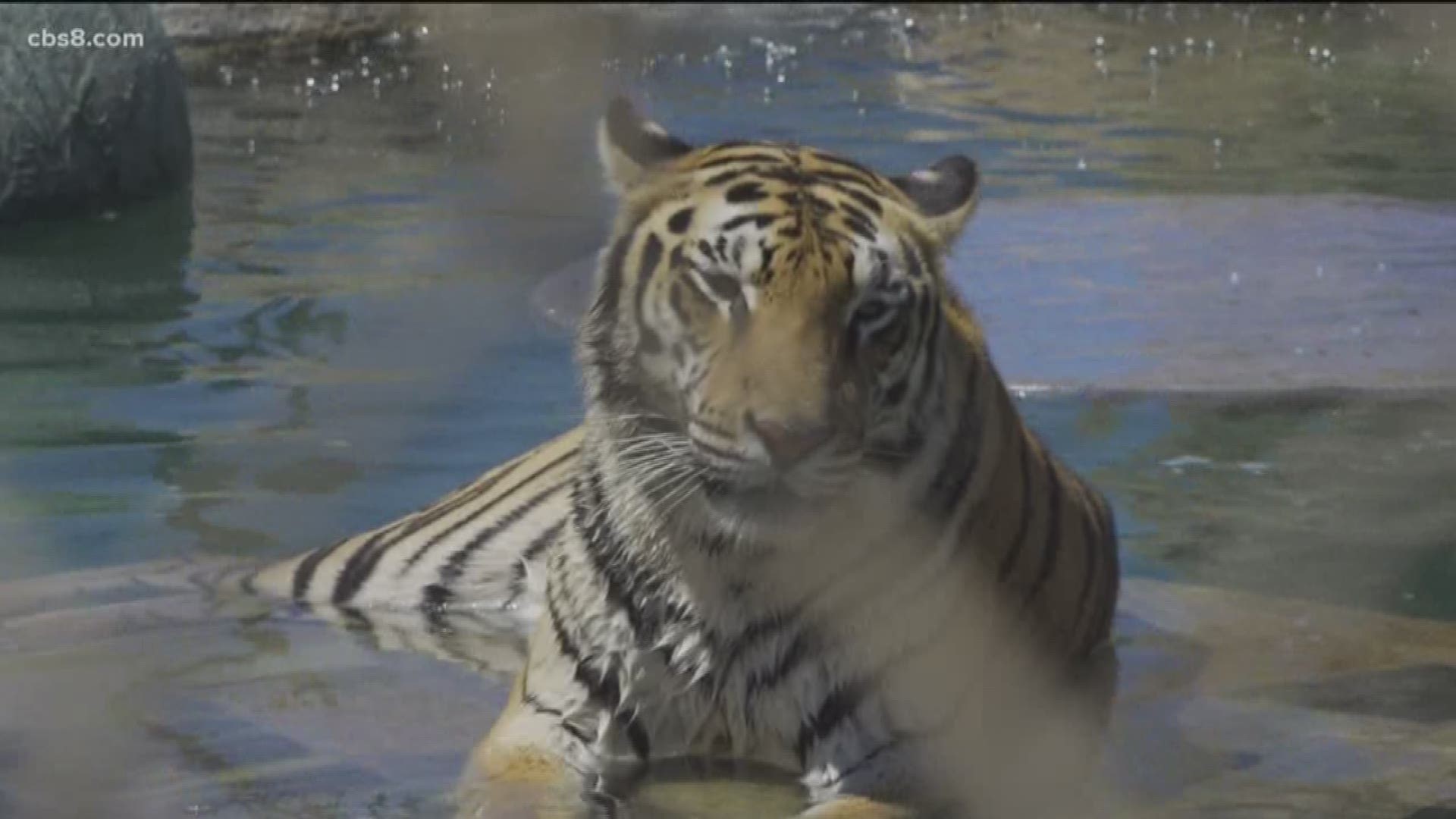 Moka, the Bengal hybrid who confiscated at the border almost two years ago, this week celebrated the end of his first full year at Lions, Tigers & Bears Sanctuary in Alpine.