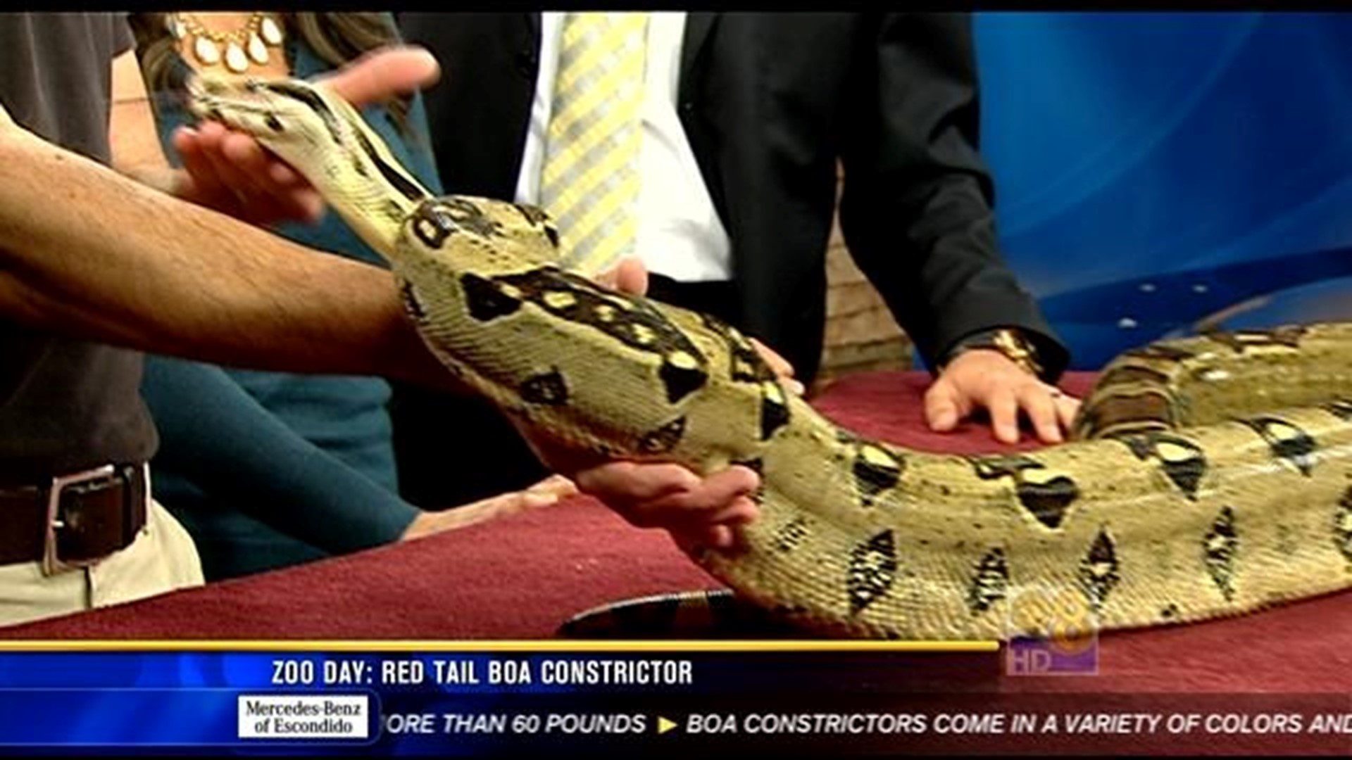 Zoo Day Red tail boa constrictor