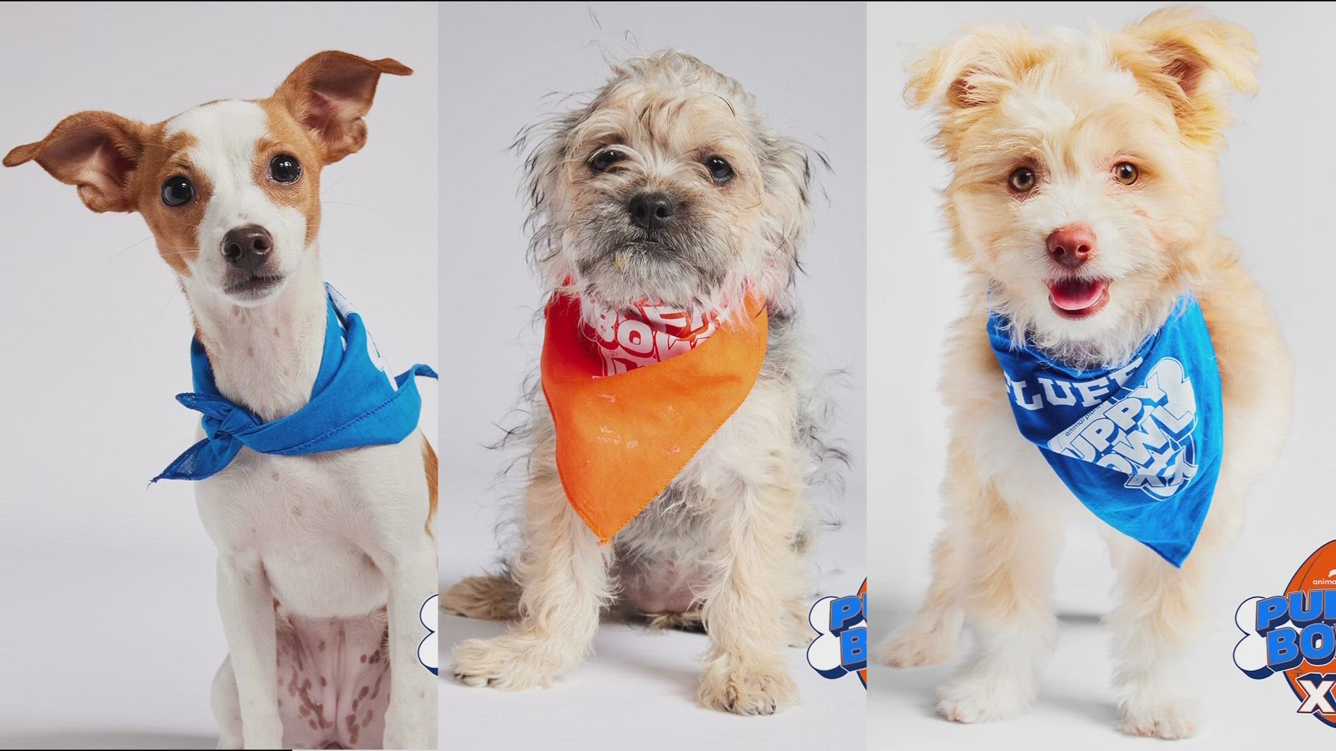 More than 130 puppies in total will be competing on either Team Ruff or Team Fluff in the 20th annual Puppy Bowl.