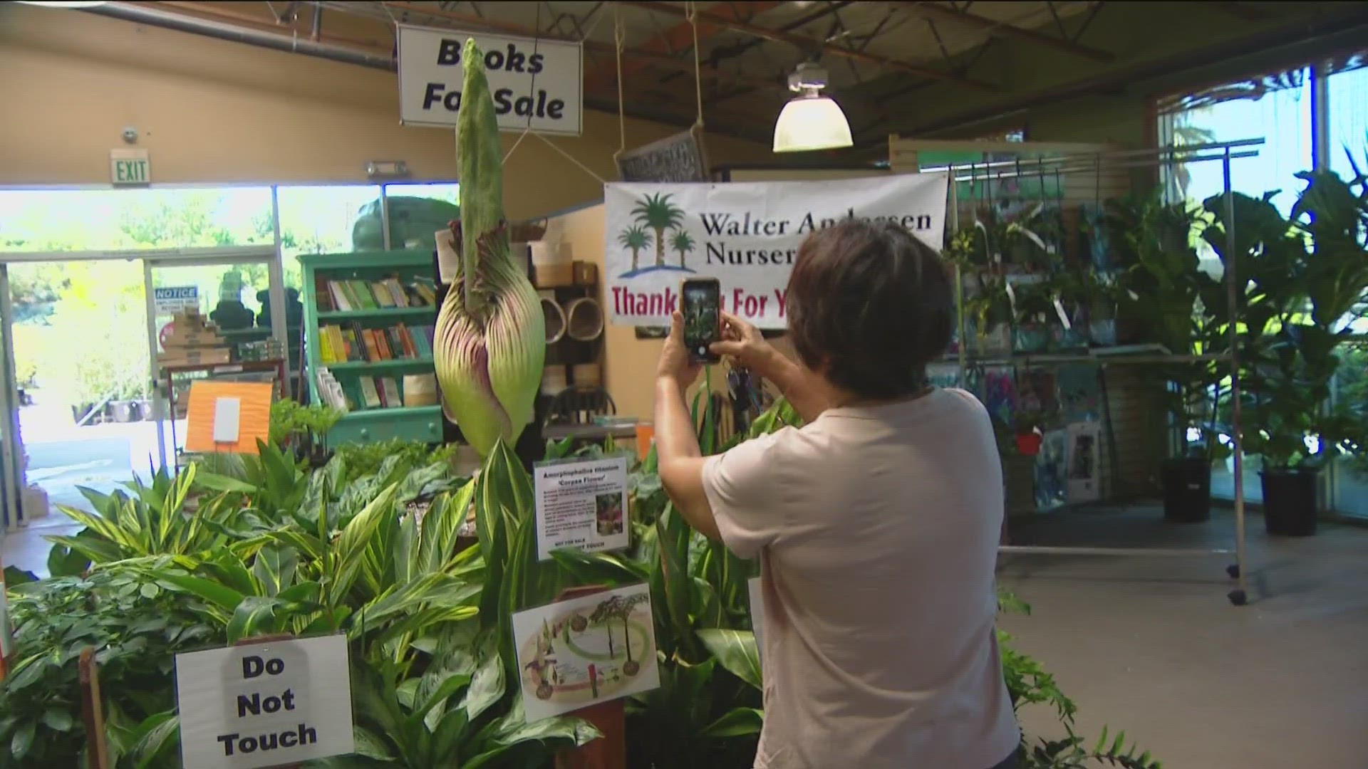 Usually, the 'Corpse Flower' is only found behind a pay location, but it's free to see at Walter Andersen Nursery.