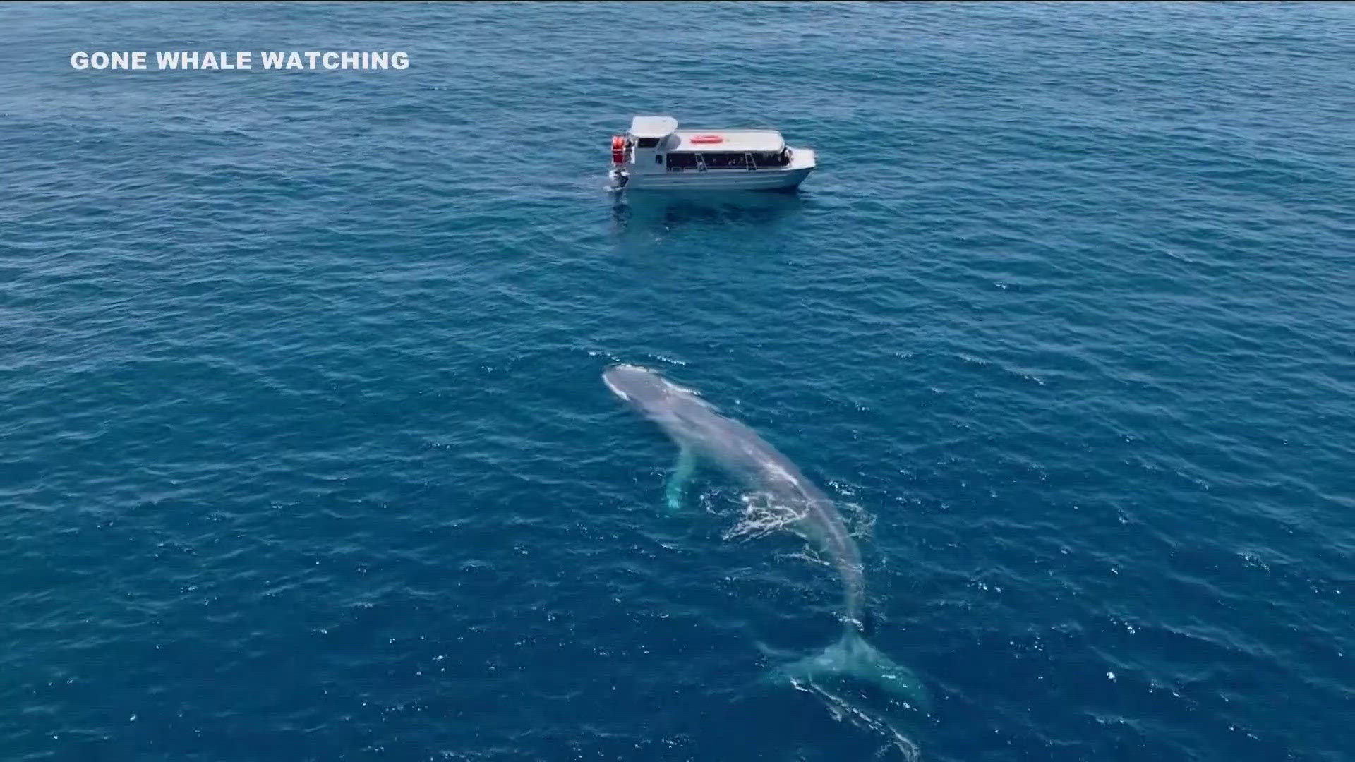 A new report from NOAA shows there are fewer than 13,000 gray whales migrating along the North American Pacific Coast.