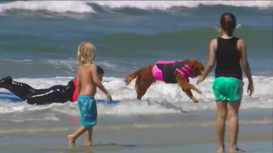 Paddle out tribute to surf dog Ricochet at SMA event - Vimarsana News
