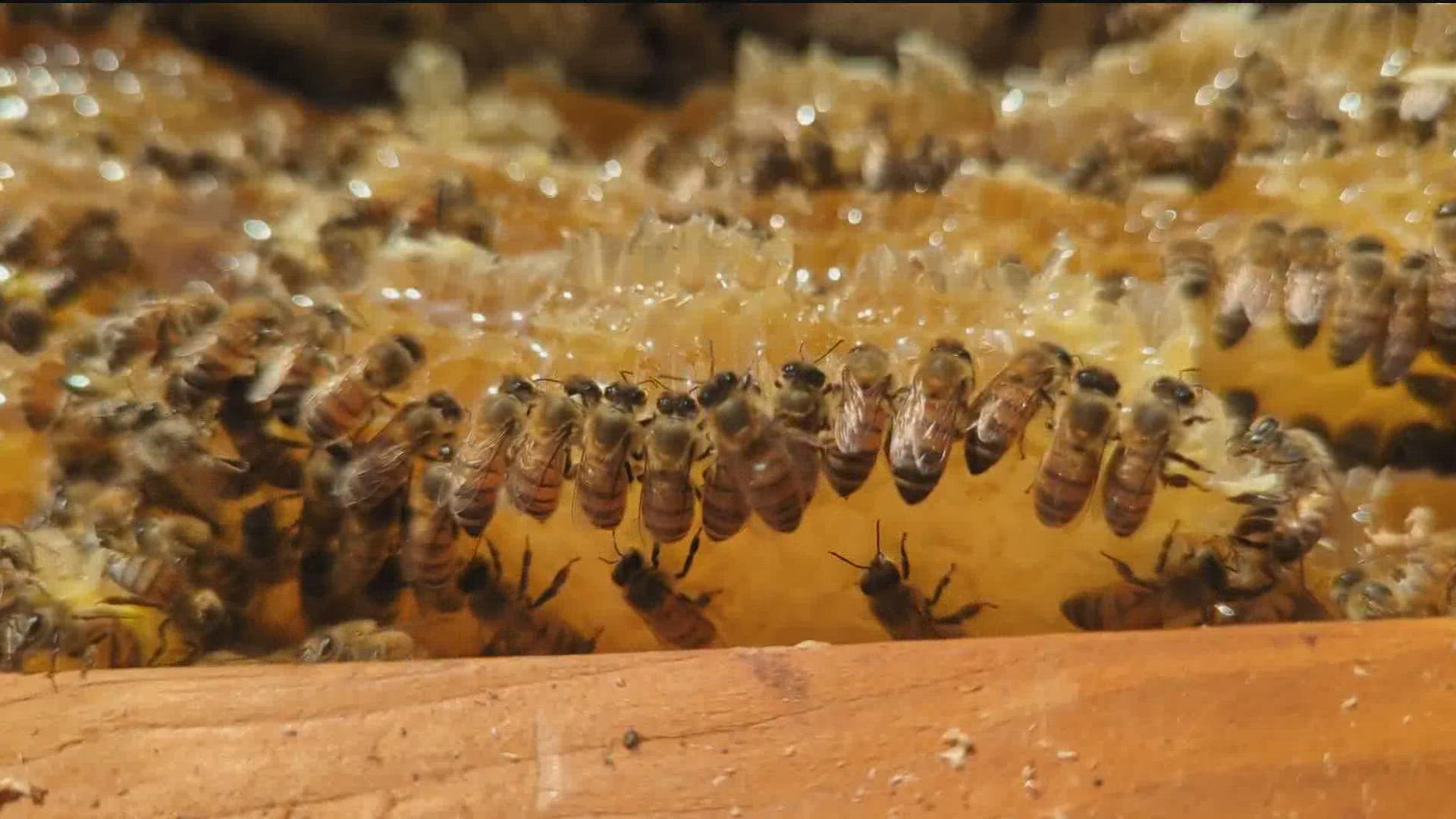 "You can use a crock pot with vinegar and the fumes will get the bees to scatter," said Luong.