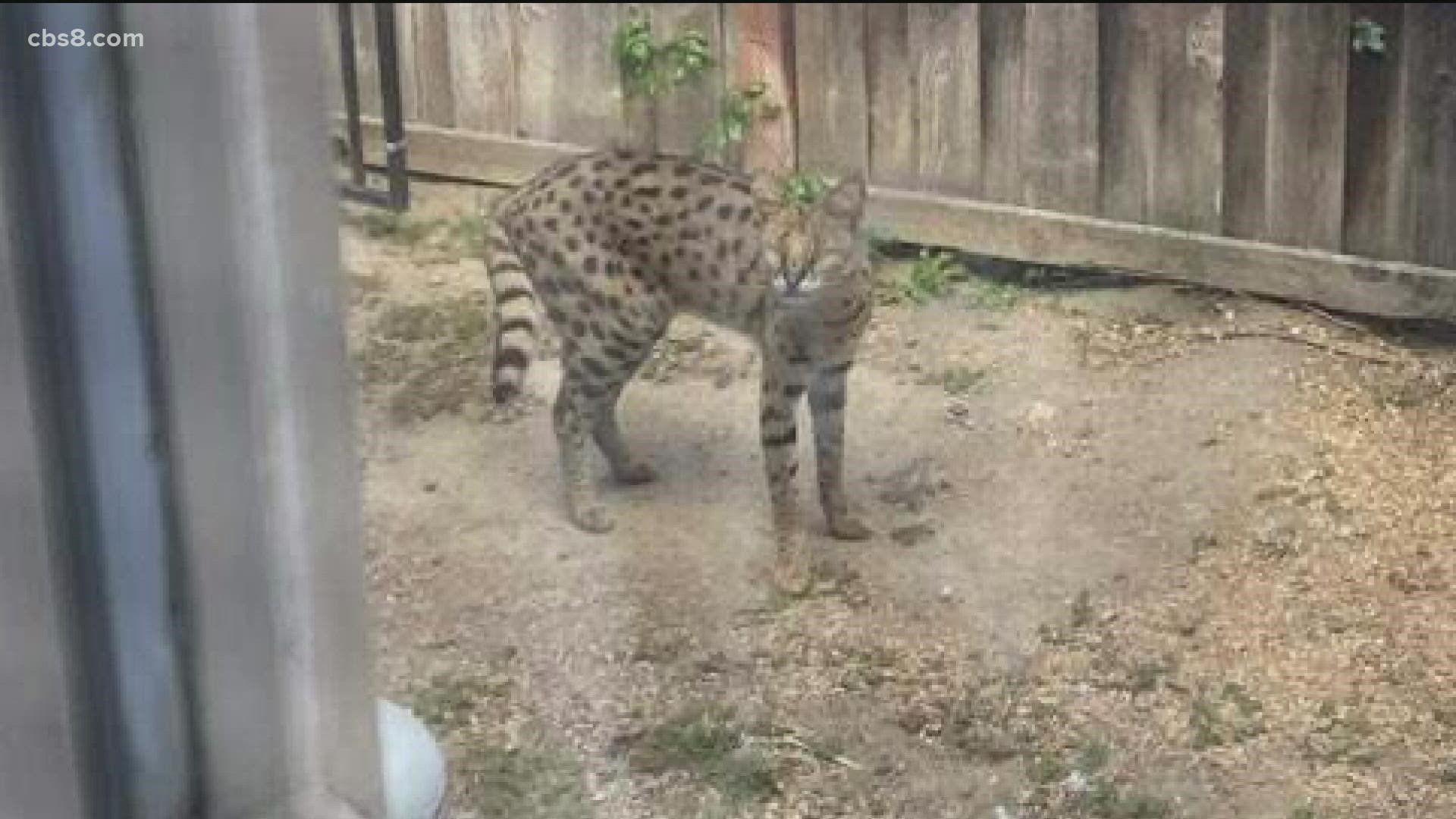 Serval cat sightings have been reported in Olivenhain and other parts of Encinitas.