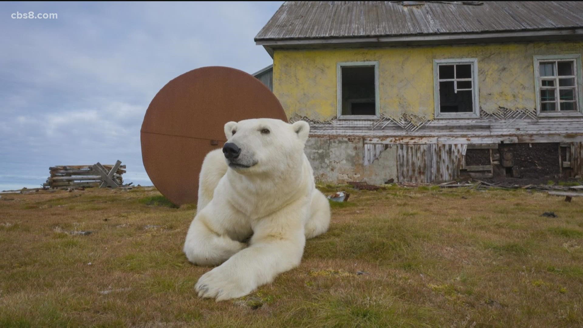 Dmitry Kokh runs an IT company in Moscow and is not a professional photographer but his polar bear pictures might be changing that.