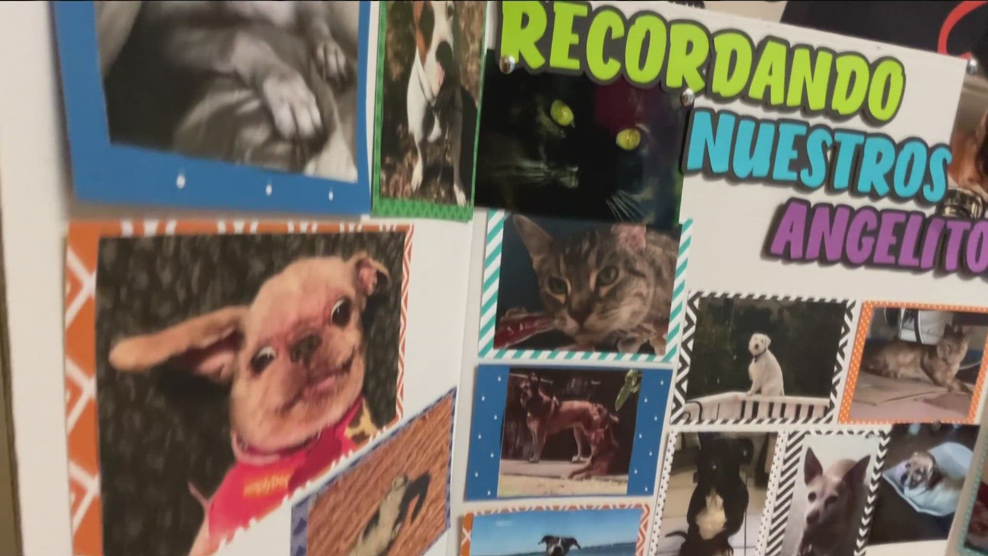 CBS 8's Abbie Black reports on the new Día de los Muertos tradition started by San Diego County Animal Services.