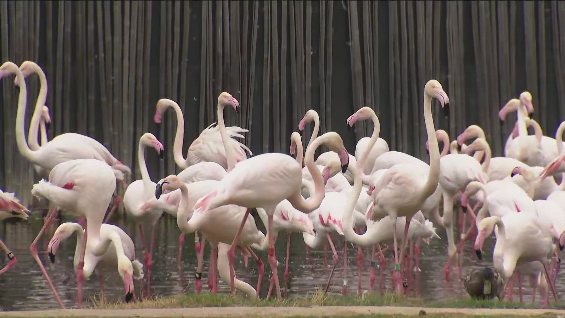 We headed out to the San Diego Zoo Safari Park to meet the flamingo. 