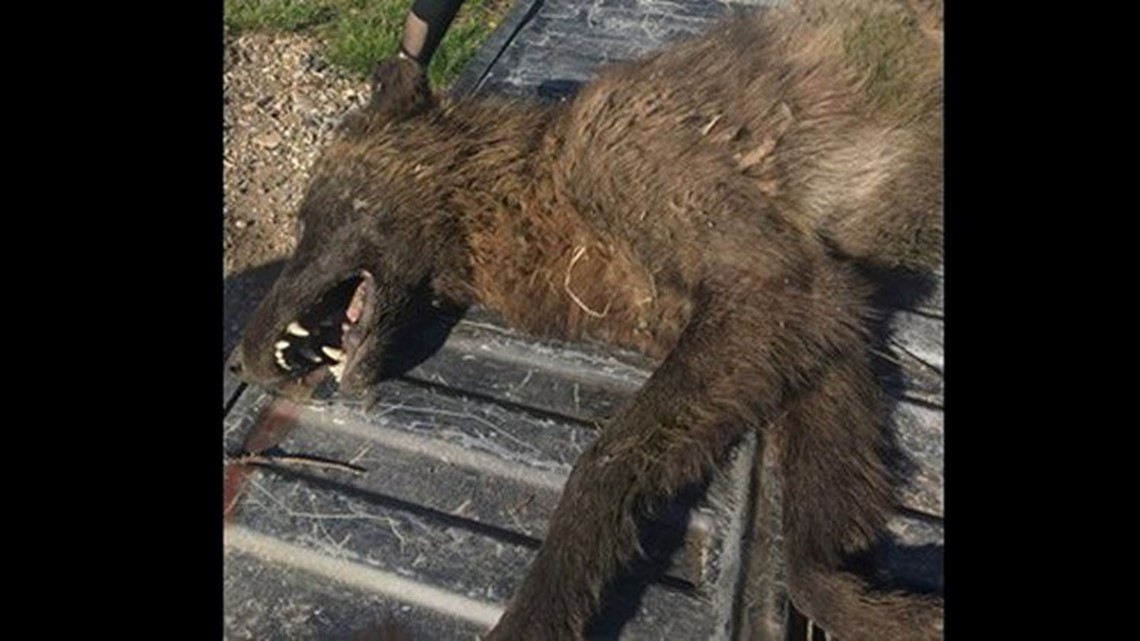 Tests confirm mystery animal shot in Montana was a wolf 